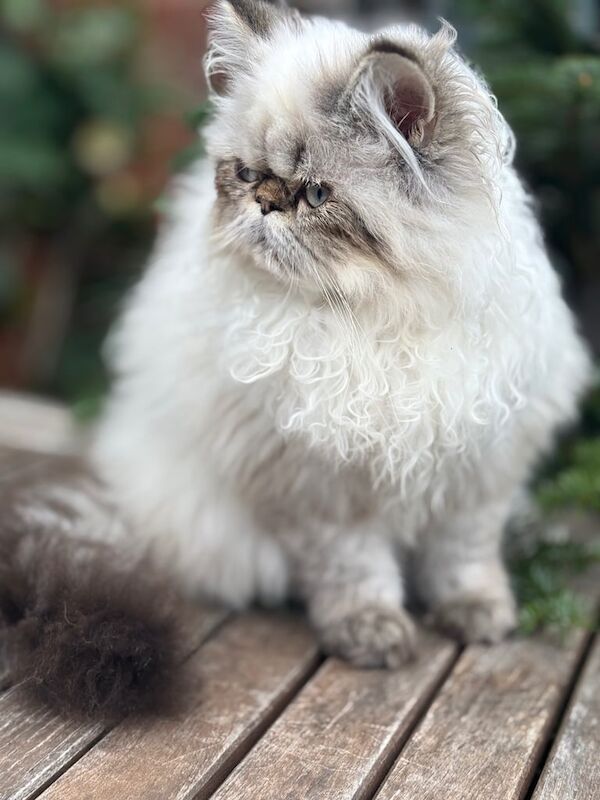 Persian kittens for sale in Aylesbury, Buckinghamshire – 6 months old