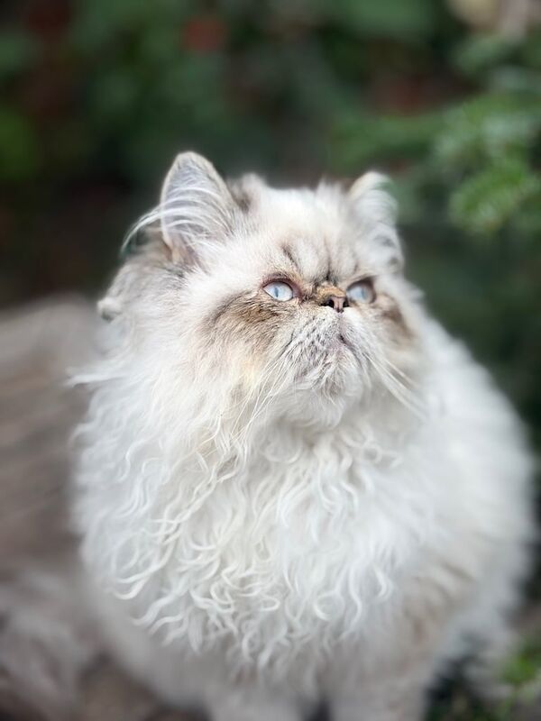 Persian kittens for sale in Aylesbury, Buckinghamshire – 6 months old - Image 2 of 6