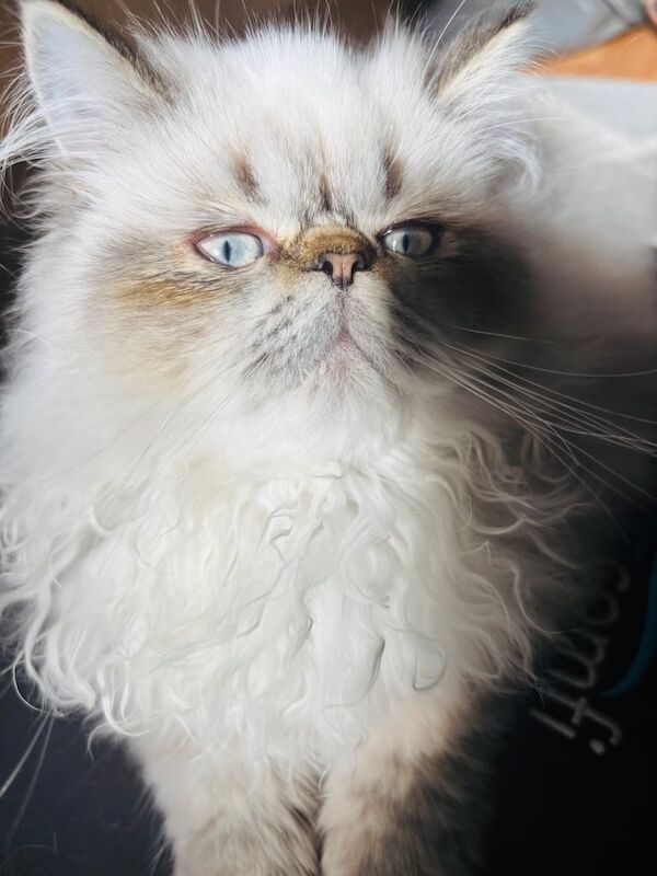 Persian kittens for sale in Aylesbury, Buckinghamshire – 6 months old - Image 3 of 6