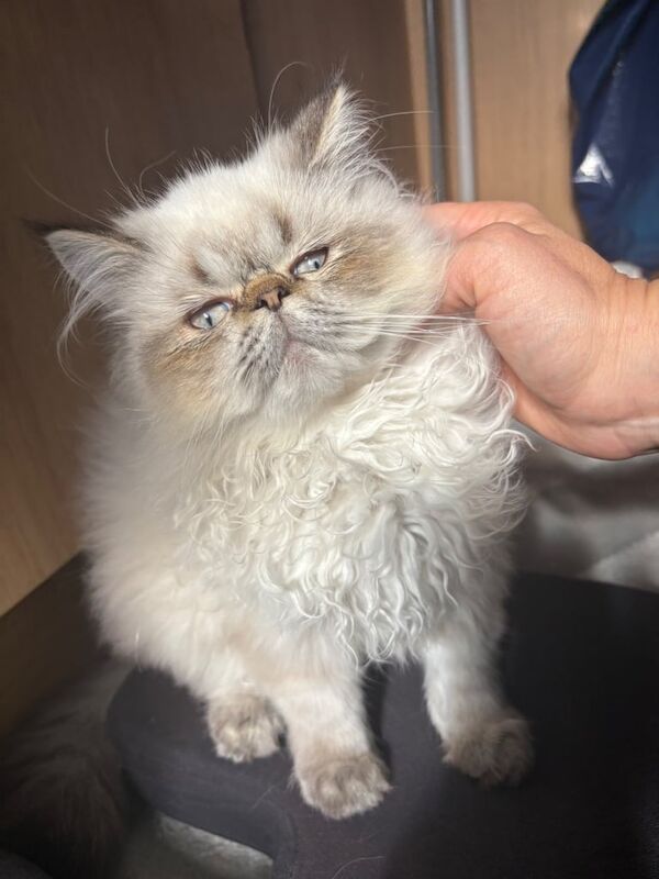 Persian kittens for sale in Aylesbury, Buckinghamshire – 6 months old - Image 4 of 6