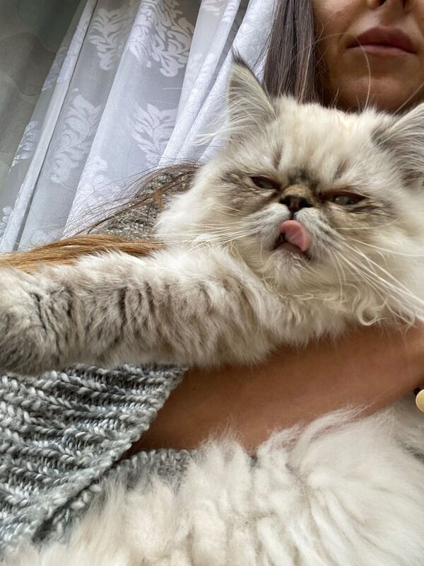 Persian kittens for sale in Aylesbury, Buckinghamshire – 6 months old - Image 5 of 6