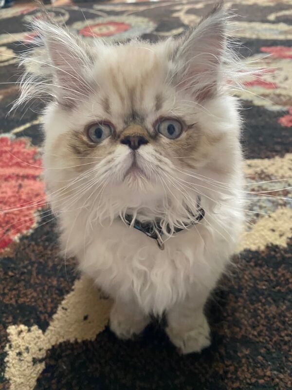 Persian kittens for sale in Aylesbury, Buckinghamshire – 6 months old - Image 6 of 6