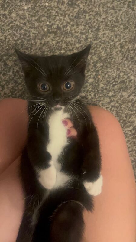 Persian kittens for sale in North Benfleet, Essex – 10 weeks old