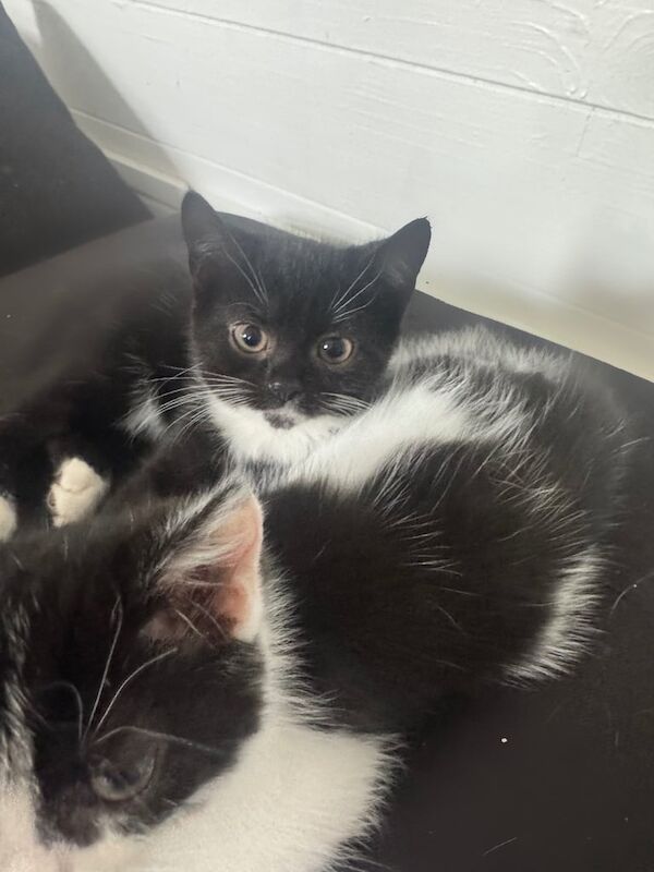 Persian kittens for sale in North Benfleet, Essex – 10 weeks old - Image 2 of 3