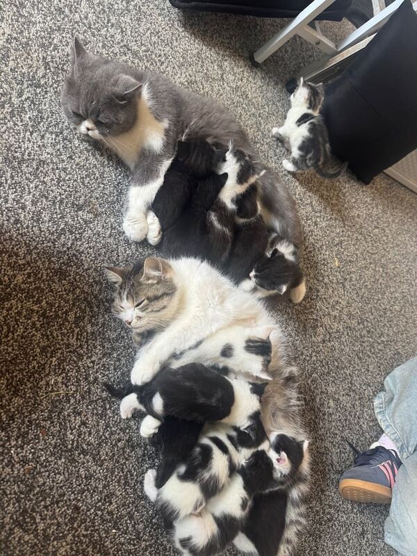 Persian kittens for sale in North Benfleet, Essex – 10 weeks old - Image 3 of 3