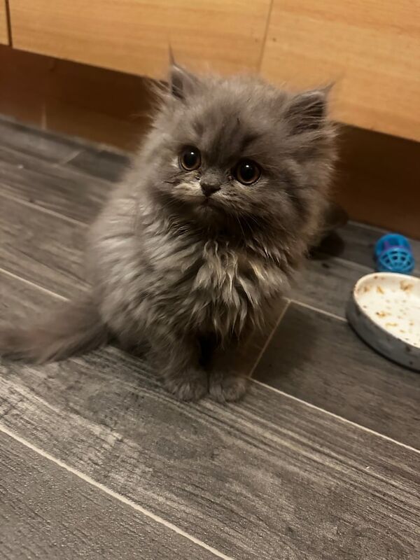 Persian kittens for sale in Beeston, Nottinghamshire – 11 weeks old