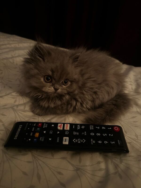 Persian kittens for sale in Beeston, Nottinghamshire – 11 weeks old - Image 2 of 3