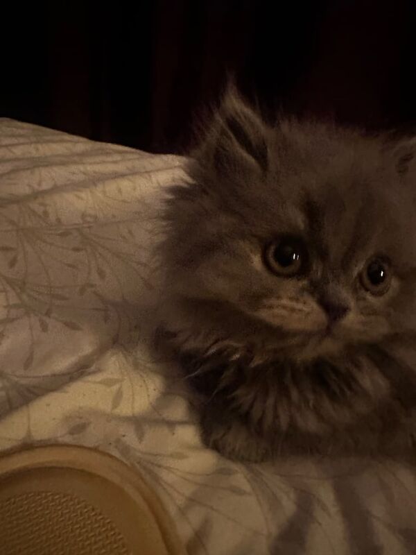Persian kittens for sale in Beeston, Nottinghamshire – 11 weeks old - Image 3 of 3