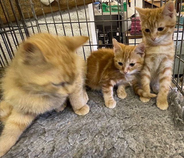 Persian kittens for sale in Honiton, Devon – 9 weeks old