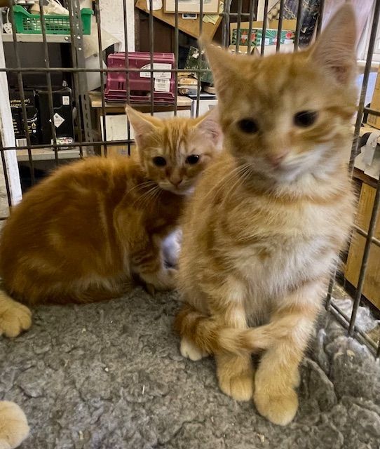 Persian kittens for sale in Honiton, Devon – 9 weeks old - Image 2 of 3