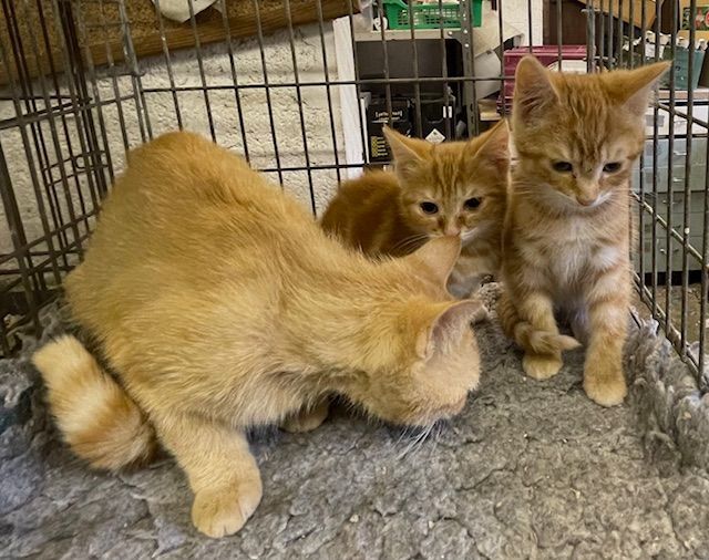 Persian kittens for sale in Honiton, Devon – 9 weeks old - Image 3 of 3