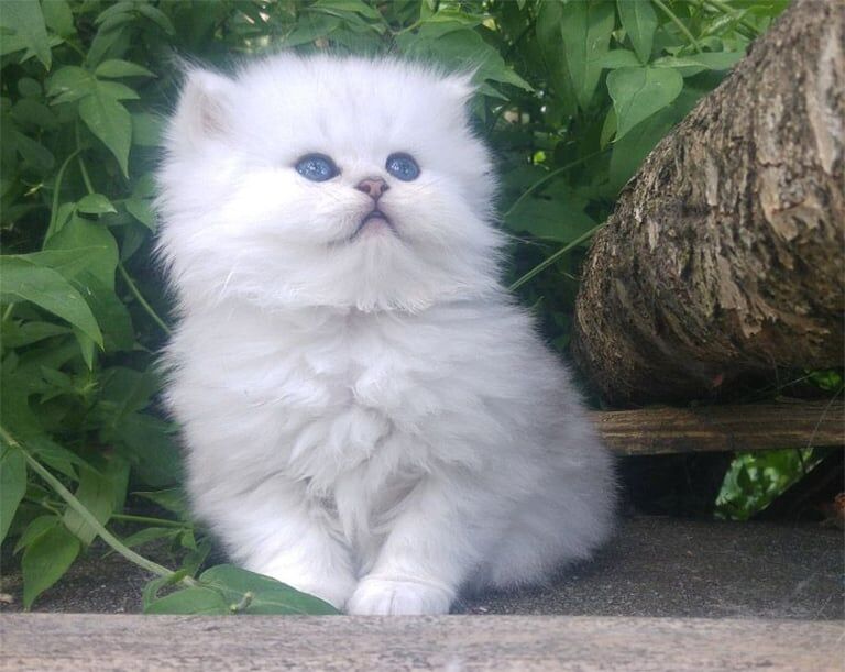 Persian kittens for sale in Burton upon Trent, Staffordshire – 6 weeks old