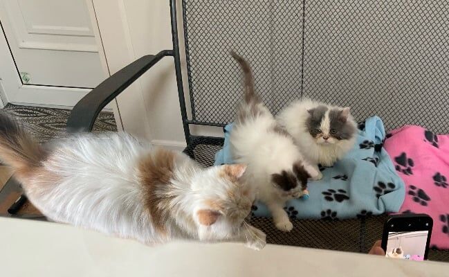 Persian kittens for sale in Halstead, Essex – 8 weeks old
