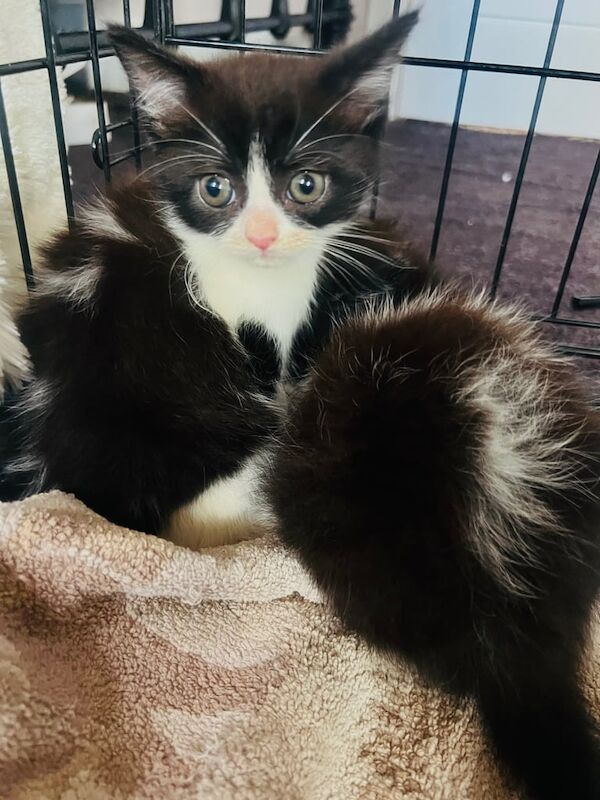 Persian kittens for sale in Droitwich Spa, Worcestershire – 9 weeks old