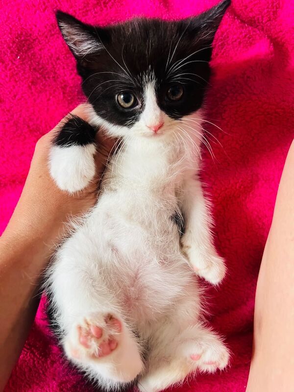 Persian kittens for sale in Droitwich Spa, Worcestershire – 9 weeks old - Image 2 of 3