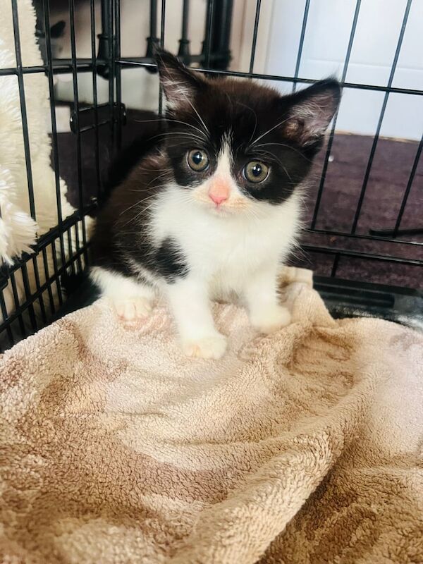 Persian kittens for sale in Droitwich Spa, Worcestershire – 9 weeks old - Image 3 of 3