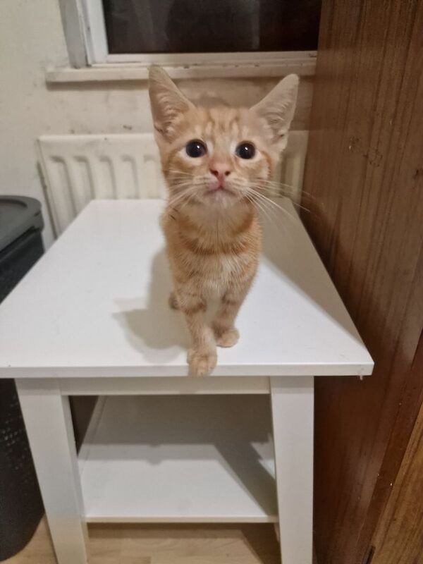 Persian kittens for sale in Dagenham, Greater London – 3 months old