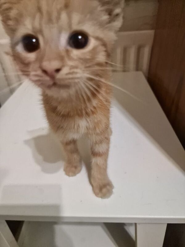 Persian kittens for sale in Dagenham, Greater London – 3 months old - Image 2 of 3