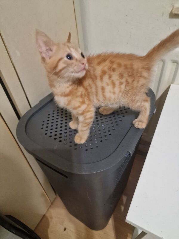 Persian kittens for sale in Dagenham, Greater London – 3 months old - Image 3 of 3