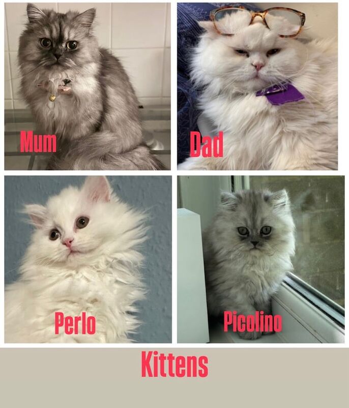 Persian kittens for sale in Southfields, Greater London – 5 months old