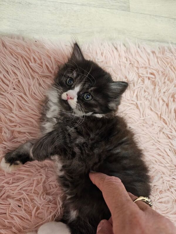 Persian kittens for sale in Partington, Greater Manchester – 7 weeks old
