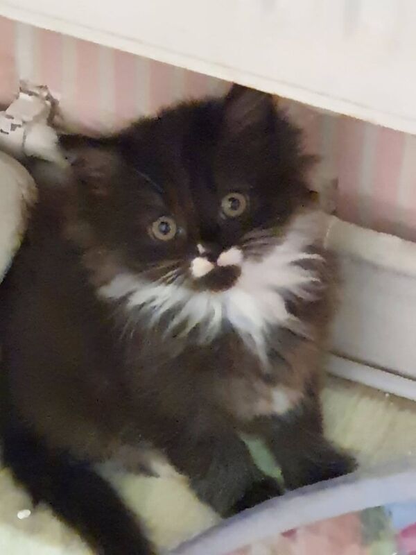 Persian kittens for sale in Partington, Greater Manchester – 7 weeks old - Image 2 of 3