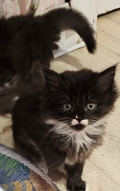 Persian kittens for sale in Partington, Greater Manchester – 7 weeks old - Image 3 of 3