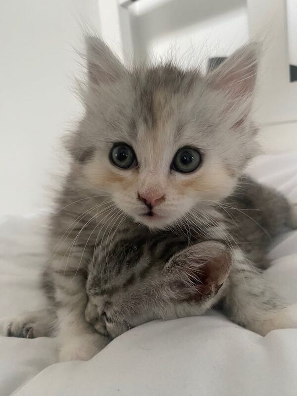 Persian kittens for sale in South East London, London – 5 months old