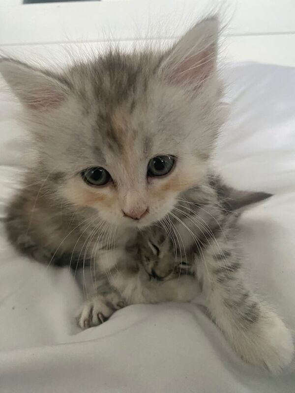 Persian kittens for sale in South East London, London – 5 months old - Image 2 of 5