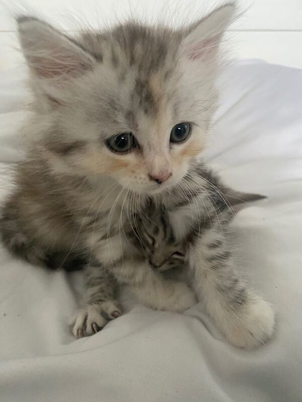 Persian kittens for sale in South East London, London – 5 months old - Image 3 of 5