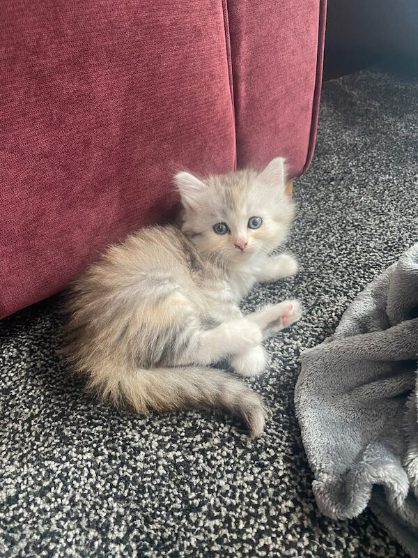Persian kittens for sale in South East London, London – 5 months old - Image 4 of 5