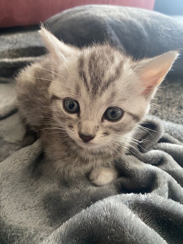 Persian kittens for sale in South East London, London – 5 months old - Image 5 of 5