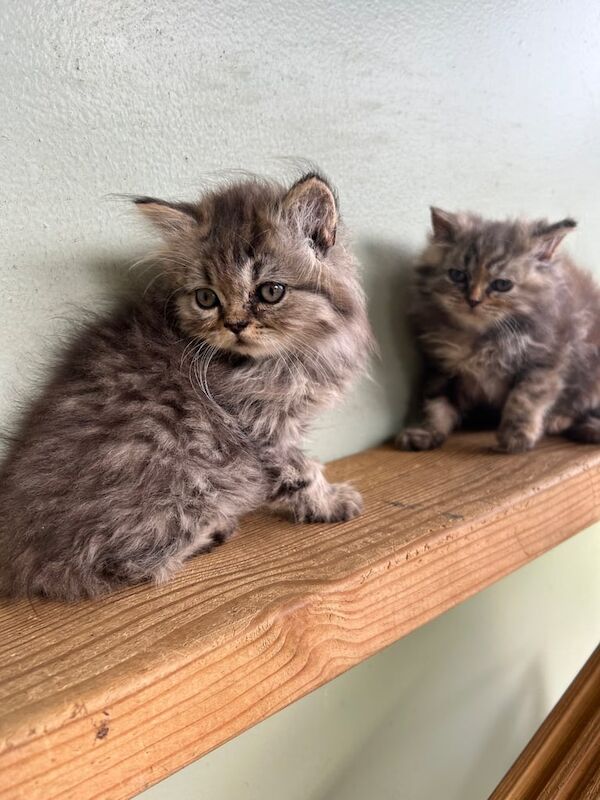 Persian kittens for sale in Halstead, Essex – 10 weeks old