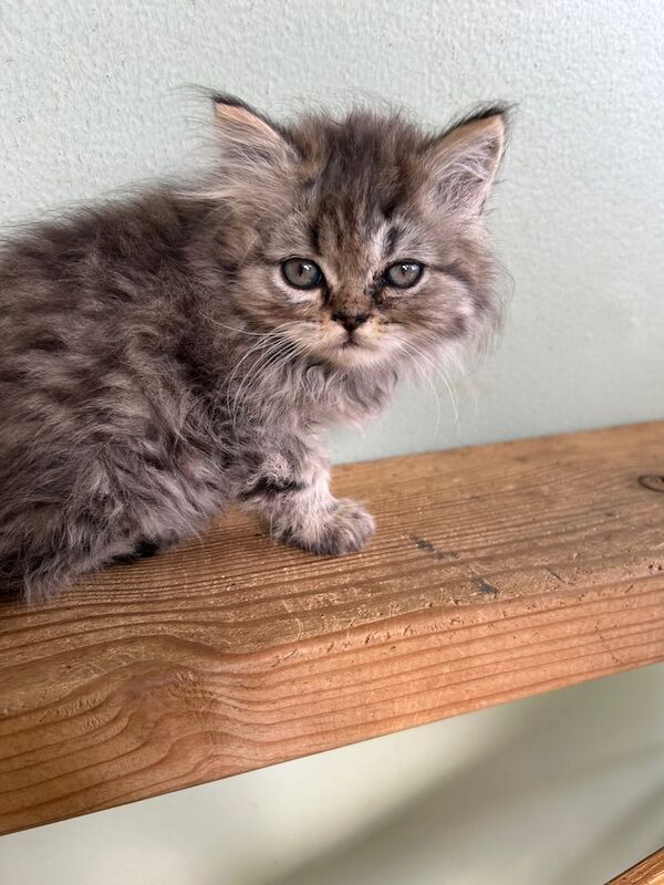 Persian kittens for sale in Halstead, Essex – 10 weeks old - Image 3 of 3