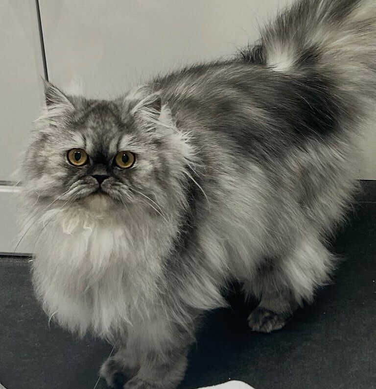 Persian kittens for sale in Choppington, Northumberland – 2 years old