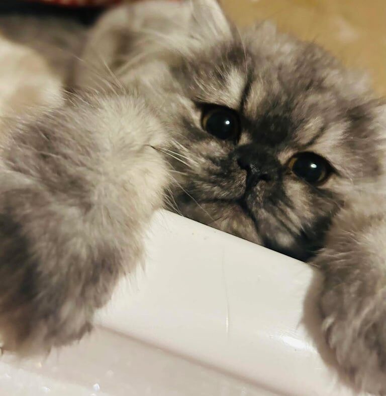 Persian kittens for sale in Choppington, Northumberland – 2 years old - Image 2 of 4