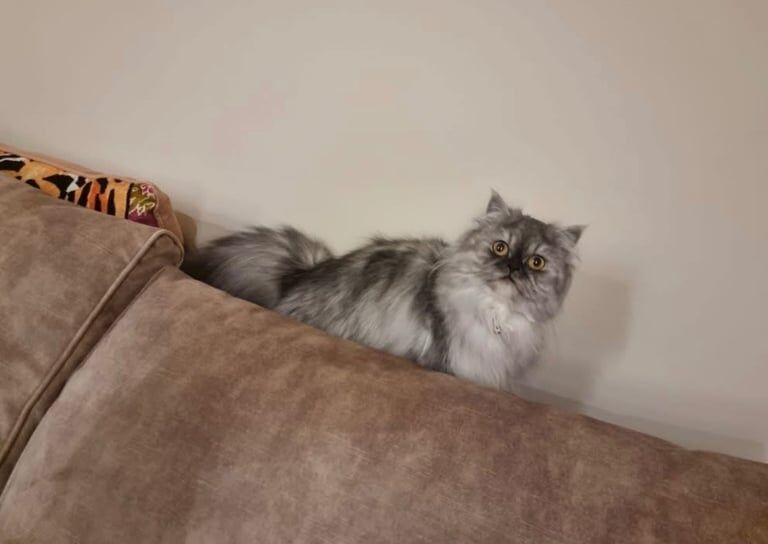 Persian kittens for sale in Choppington, Northumberland – 2 years old - Image 3 of 4