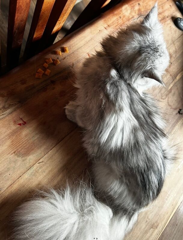 Persian kittens for sale in Choppington, Northumberland – 2 years old - Image 4 of 4