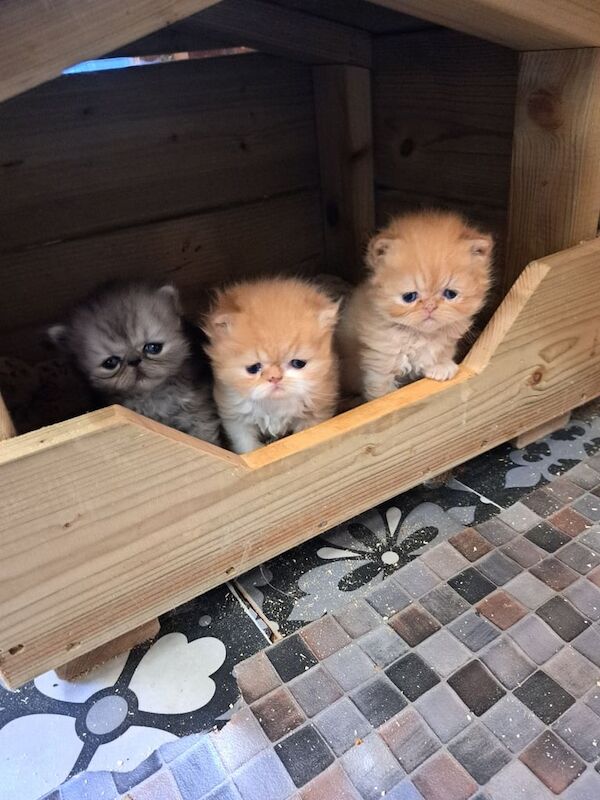 Persian kittens for sale in Cullybackey, County Antrim – 9 weeks old