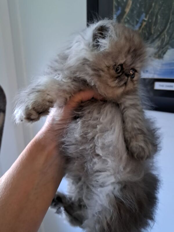 Persian kittens for sale in Cullybackey, County Antrim – 9 weeks old - Image 2 of 3