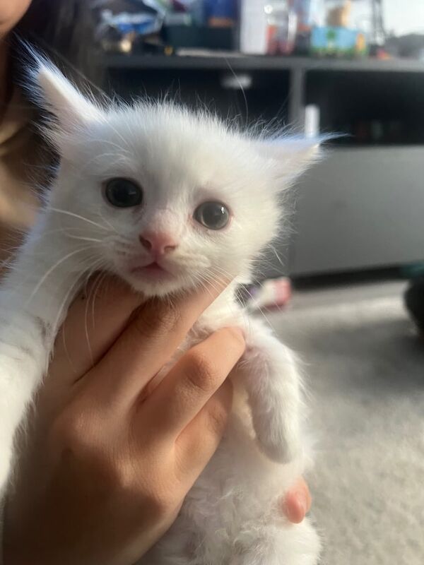 Persian kittens for sale in Openshaw, Greater Manchester – 9 weeks old