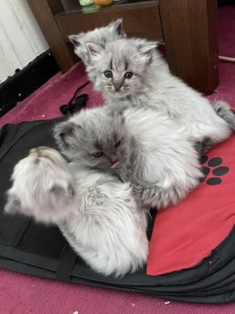 3 male Persian x ragdoll kittens for sale in Chester, Cheshire