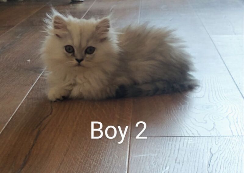 Persian kittens for sale in Hornsea, East Riding of Yorkshire – 3 months old