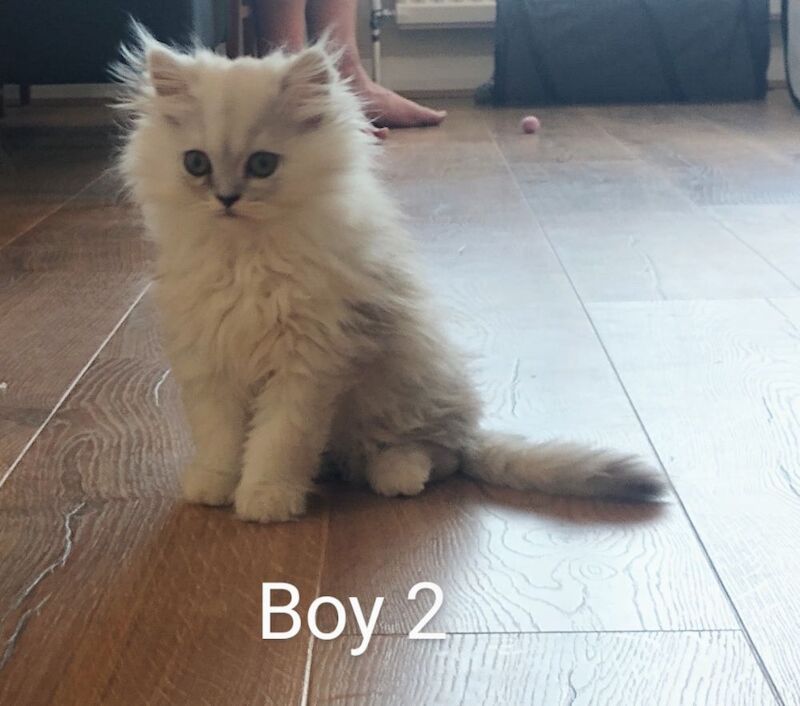 Persian kittens for sale in Hornsea, East Riding of Yorkshire – 3 months old - Image 2 of 7