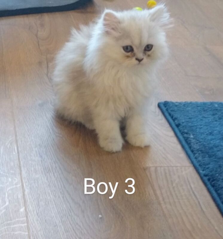 Persian kittens for sale in Hornsea, East Riding of Yorkshire – 3 months old - Image 3 of 7