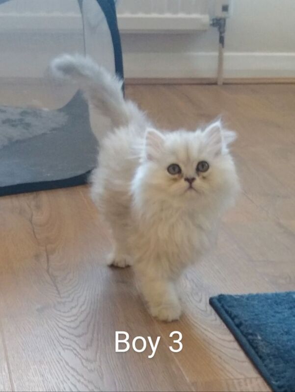 Persian kittens for sale in Hornsea, East Riding of Yorkshire – 3 months old - Image 4 of 7