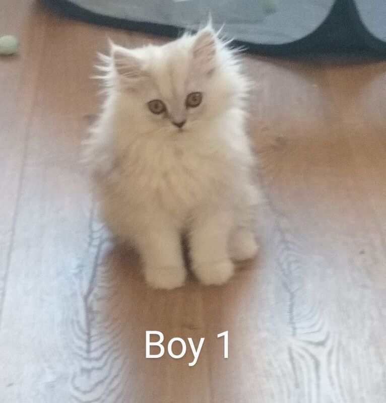 Persian kittens for sale in Hornsea, East Riding of Yorkshire – 3 months old - Image 5 of 7