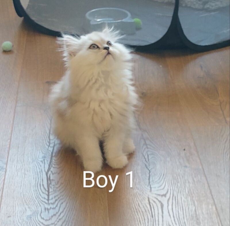 Persian kittens for sale in Hornsea, East Riding of Yorkshire – 3 months old - Image 6 of 7