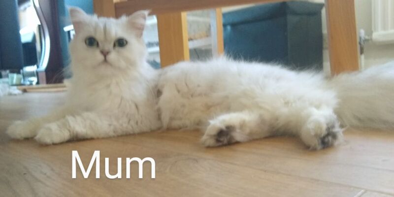 Persian kittens for sale in Hornsea, East Riding of Yorkshire – 3 months old - Image 7 of 7