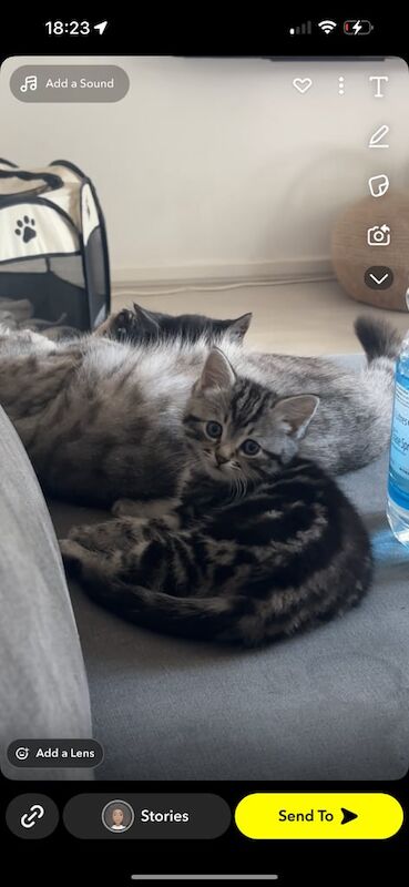 Persian kittens for sale in Nottingham, Nottinghamshire – 3 months old